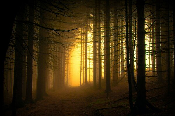 Dunkler Wald bei Sonnenuntergang