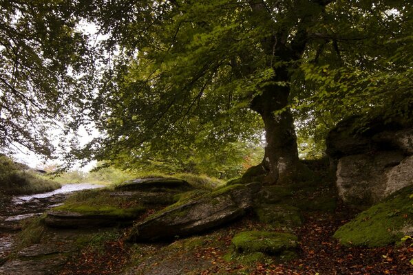 A tree in the moss is the basis of the forest landscape