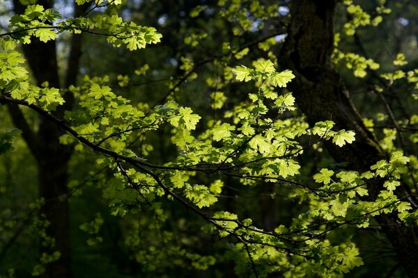 Frühlingslaub im Licht