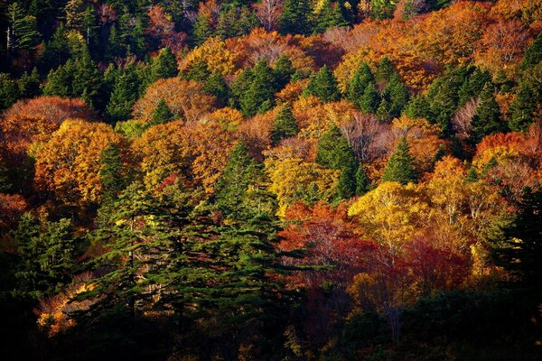 Bosque de otoño dorado carmesí multicolor