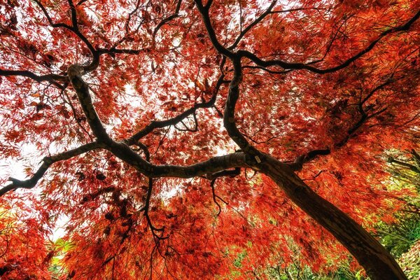 Albero d autunno in uno dei Parchi