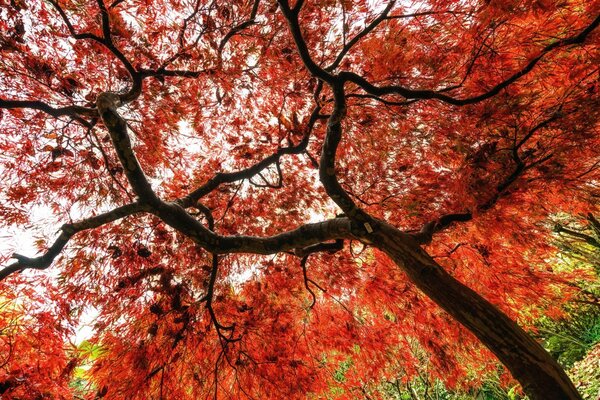 其中一个公园的秋树