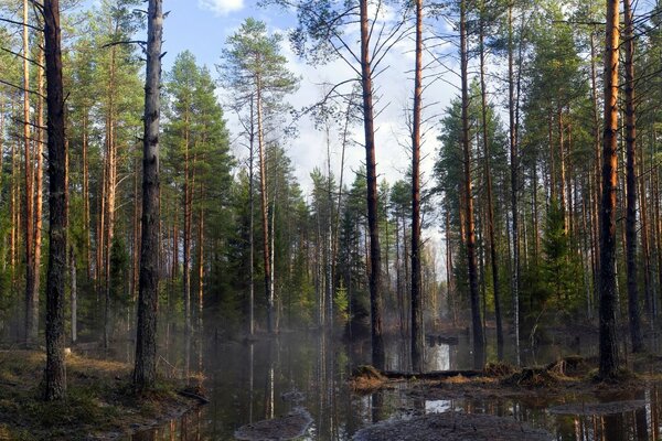 Bäume im Wald im Wasser