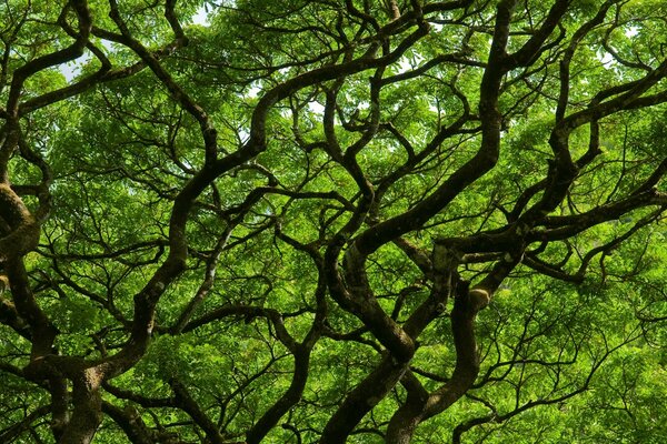 Twisting tree trunks on a green background