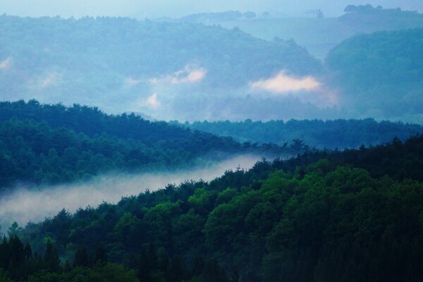 Misty river in the middle of the forest