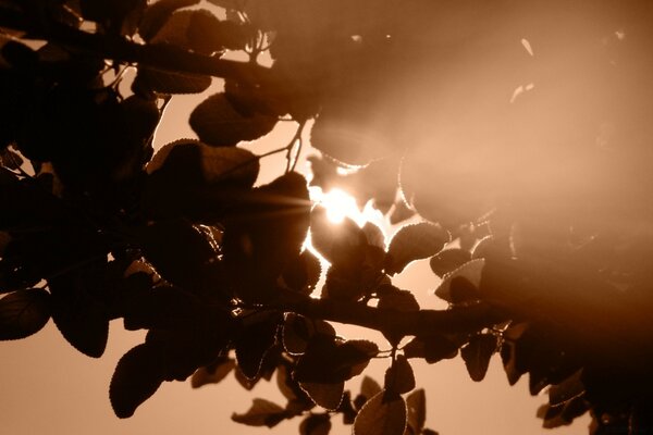 Sunlight through the leaves