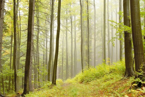 Forêt verte d été dense