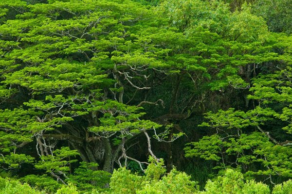 Árboles tropicales verdes brillantes bañados por el sol