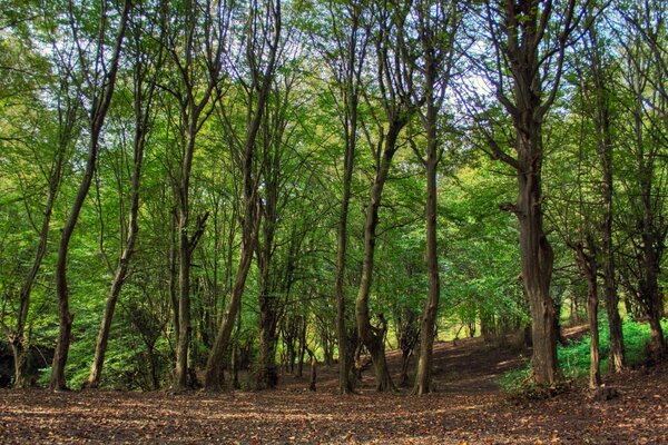 Waldlandschaft mit Grün und Bäumen