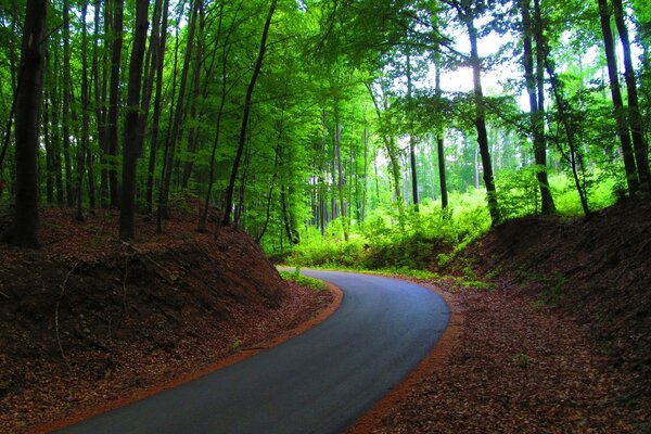 Foresta, paesaggio, strada di cemento