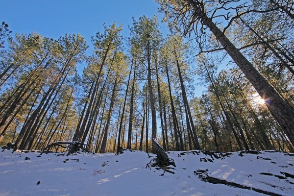 Alberi ad alto fusto nella foresta invernale