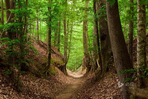 Trilha na floresta do outono. Folhas amarelas