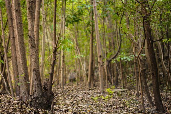 Troncs minces de trembles dans la forêt