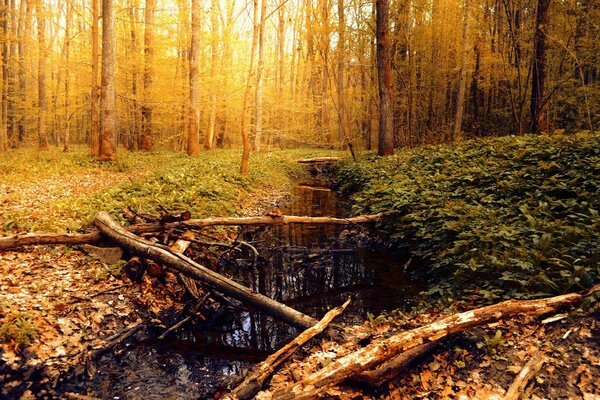 Arroyo en el bosque de otoño