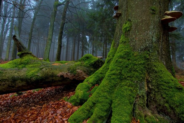 Mit Moos und Pilzen bewachsene Bäume im dunklen Wald