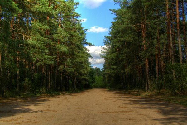 Die Straße im Wald geht in den Himmel