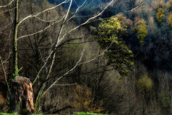 Schlucht mit Gras. Trockenes Laub