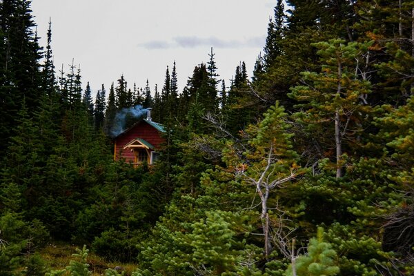 Casa roja en el bosque de abetos