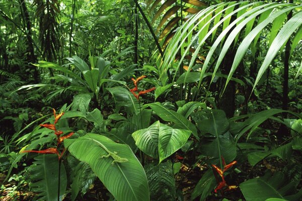 Büyük bitki örtüsüne sahip tropikal flora