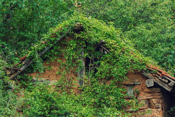 Casa cubierta de hierba y musgo