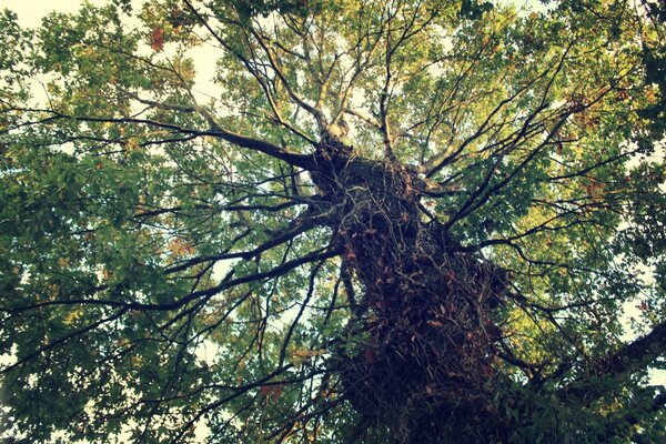 Die Kraft und Schönheit eines mächtigen Baumes