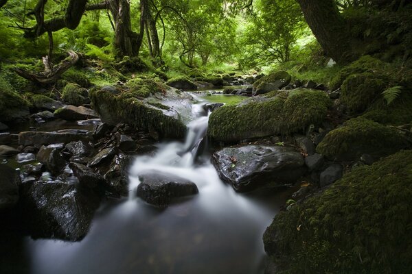 Cascada en medio del bosque