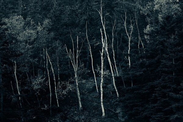 Forêt de sapins de nuit. Vue de dessus