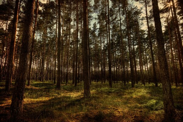 O amanhecer que se infiltra entre as árvores