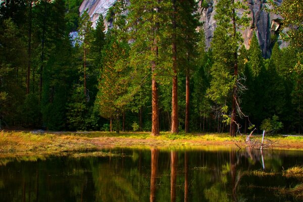 Los pinos verdes brillantes se reflejan en el agua