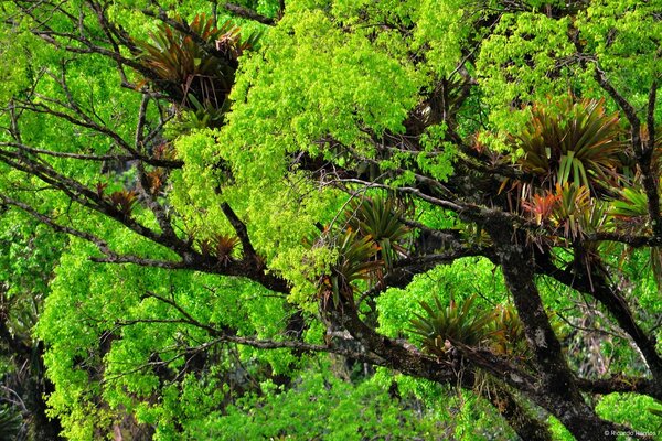 The noise of the forest makes you stop and think about many things