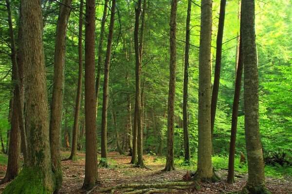 Árvores com troncos retos e retos em uma floresta verde