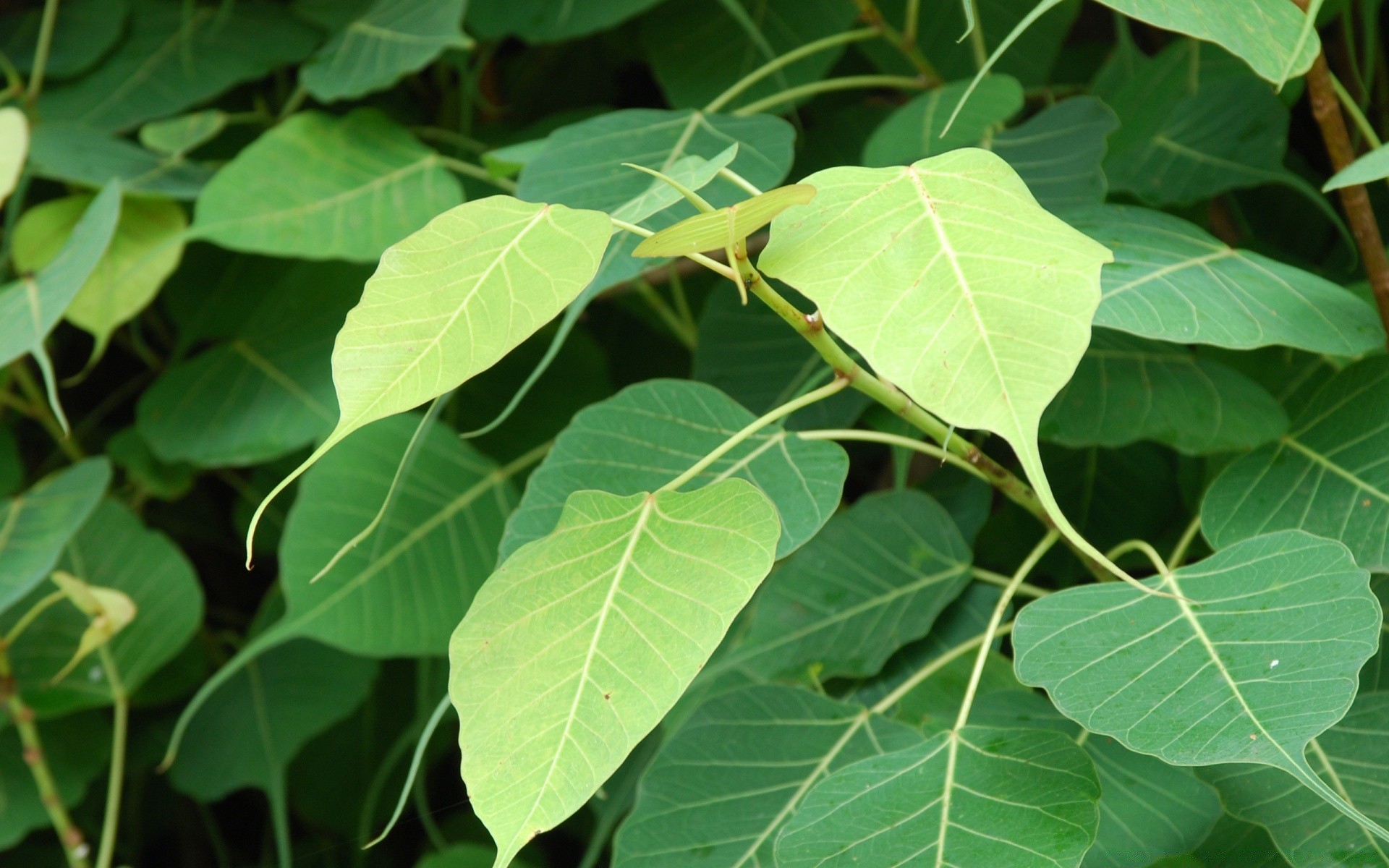 forest leaf flora nature growth garden close-up agriculture food tree desktop freshness environment summer color bright