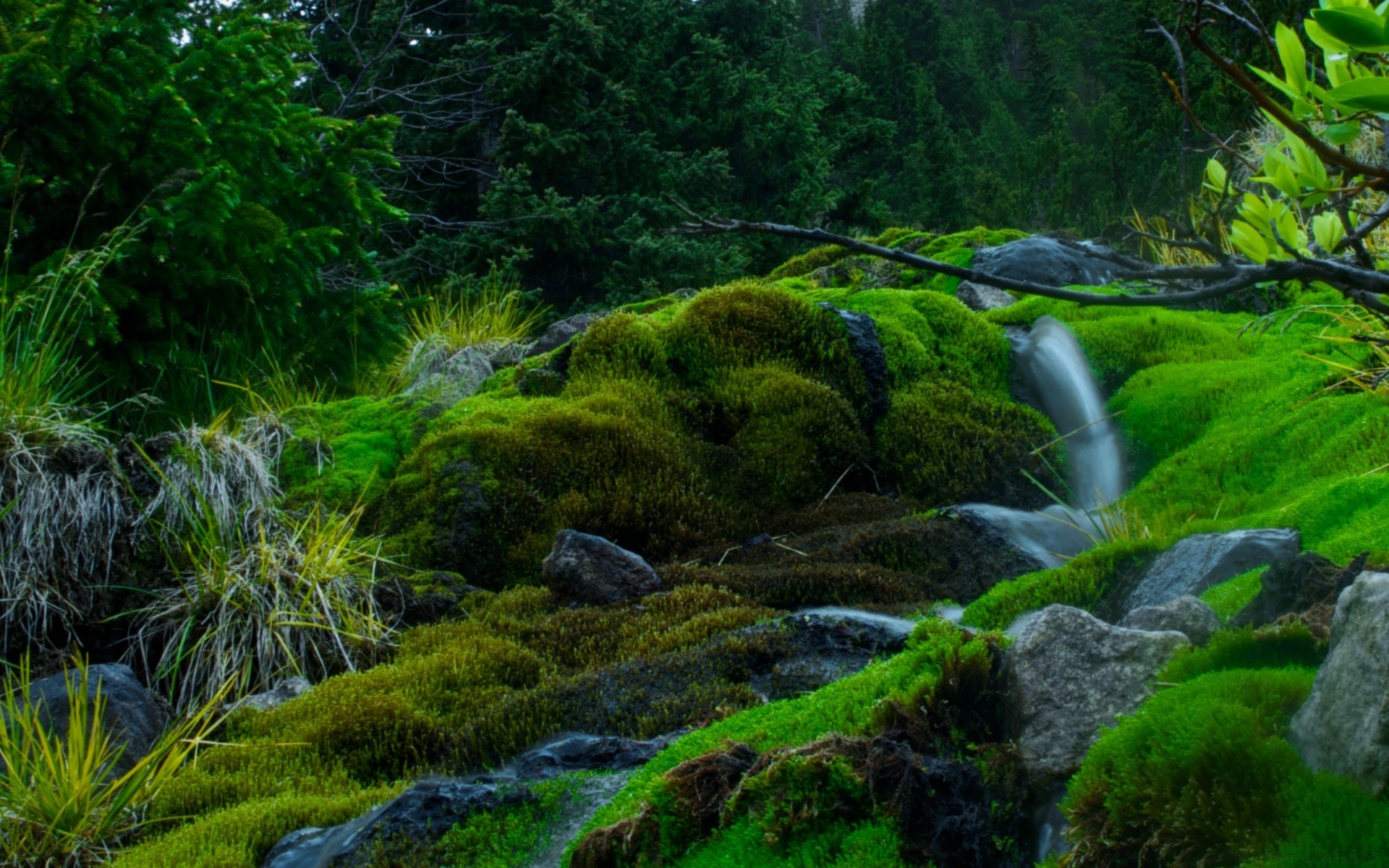 wald natur holz landschaft moos wasser im freien blatt gras baum landschaftlich umwelt rock reisen park üppig berge flora sommer fluss