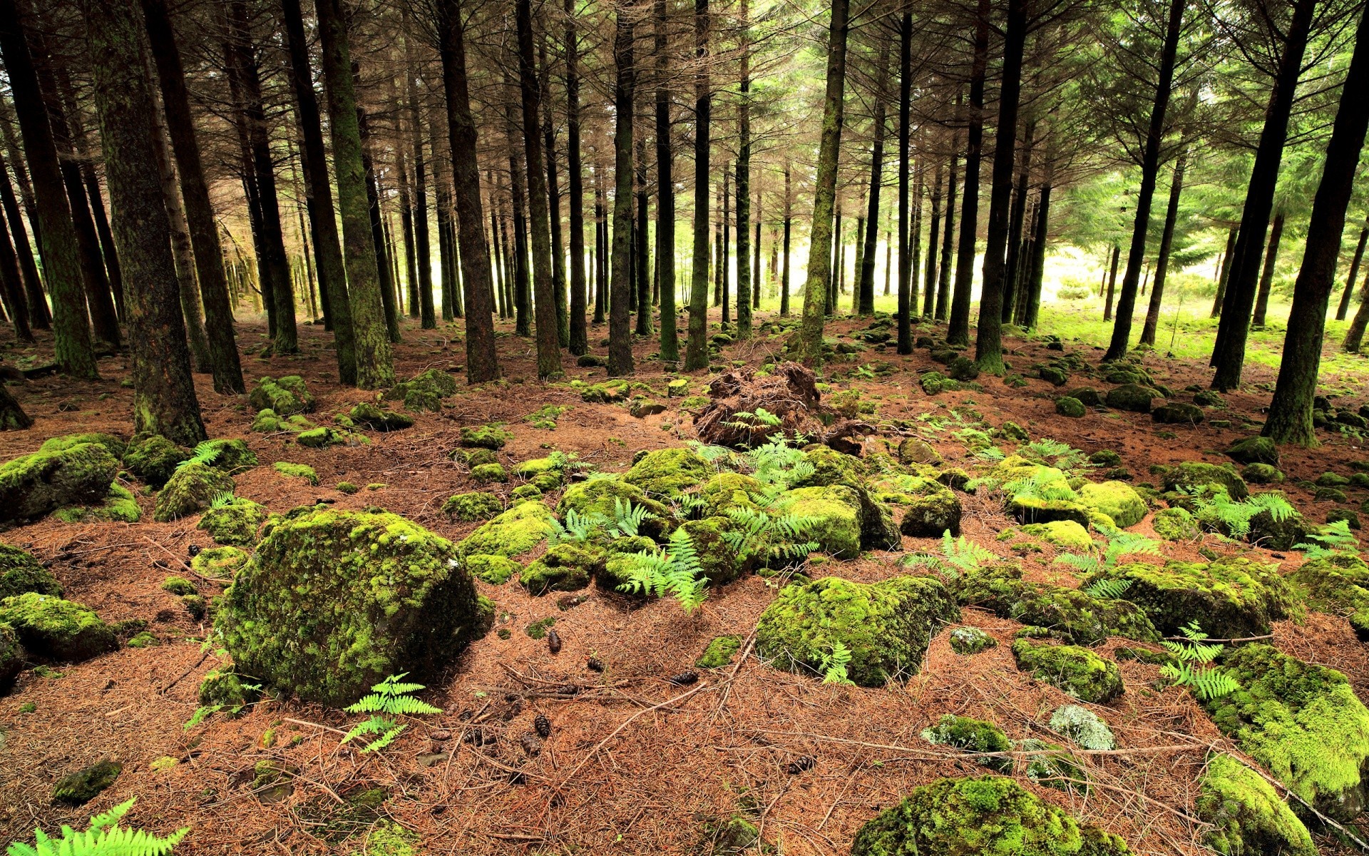 bosque madera paisaje árbol naturaleza hoja medio ambiente parque al aire libre musgo luz del día escénico crecimiento flora buen tiempo otoño viajes amanecer luz exuberante