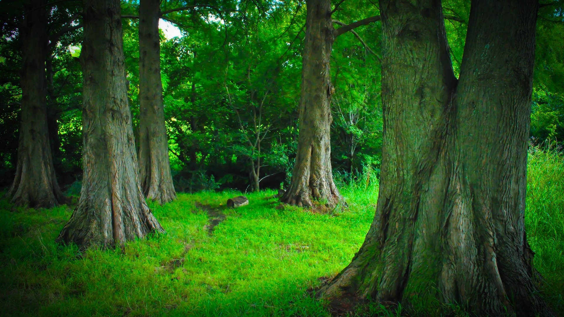 bosque madera árbol naturaleza paisaje hoja parque medio ambiente tronco rama flora verano exuberante al aire libre buen tiempo amanecer corteza crecimiento luz luz del día