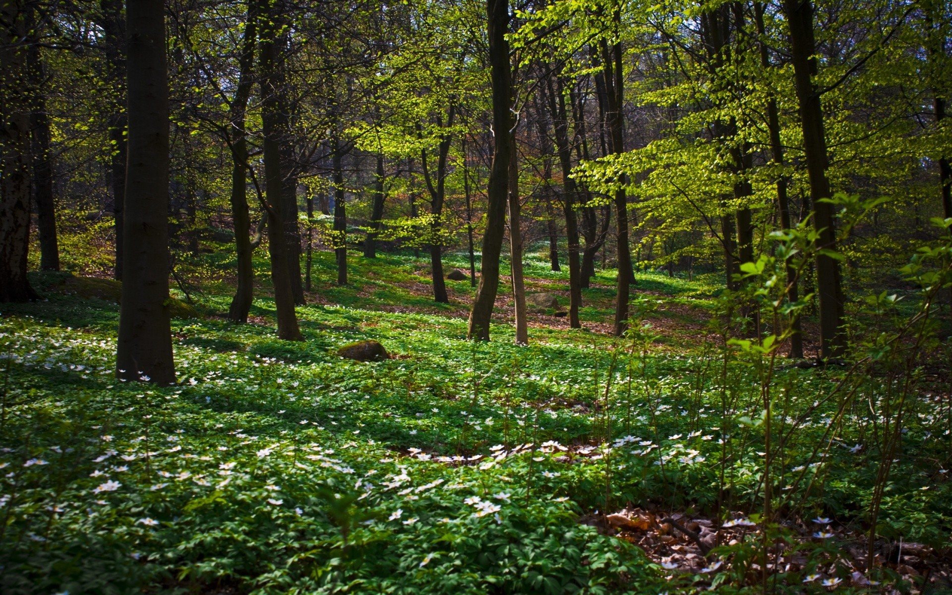 forêt paysage bois arbre nature environnement feuille parc lumière du jour scénique à l extérieur beau temps croissance été soleil aube