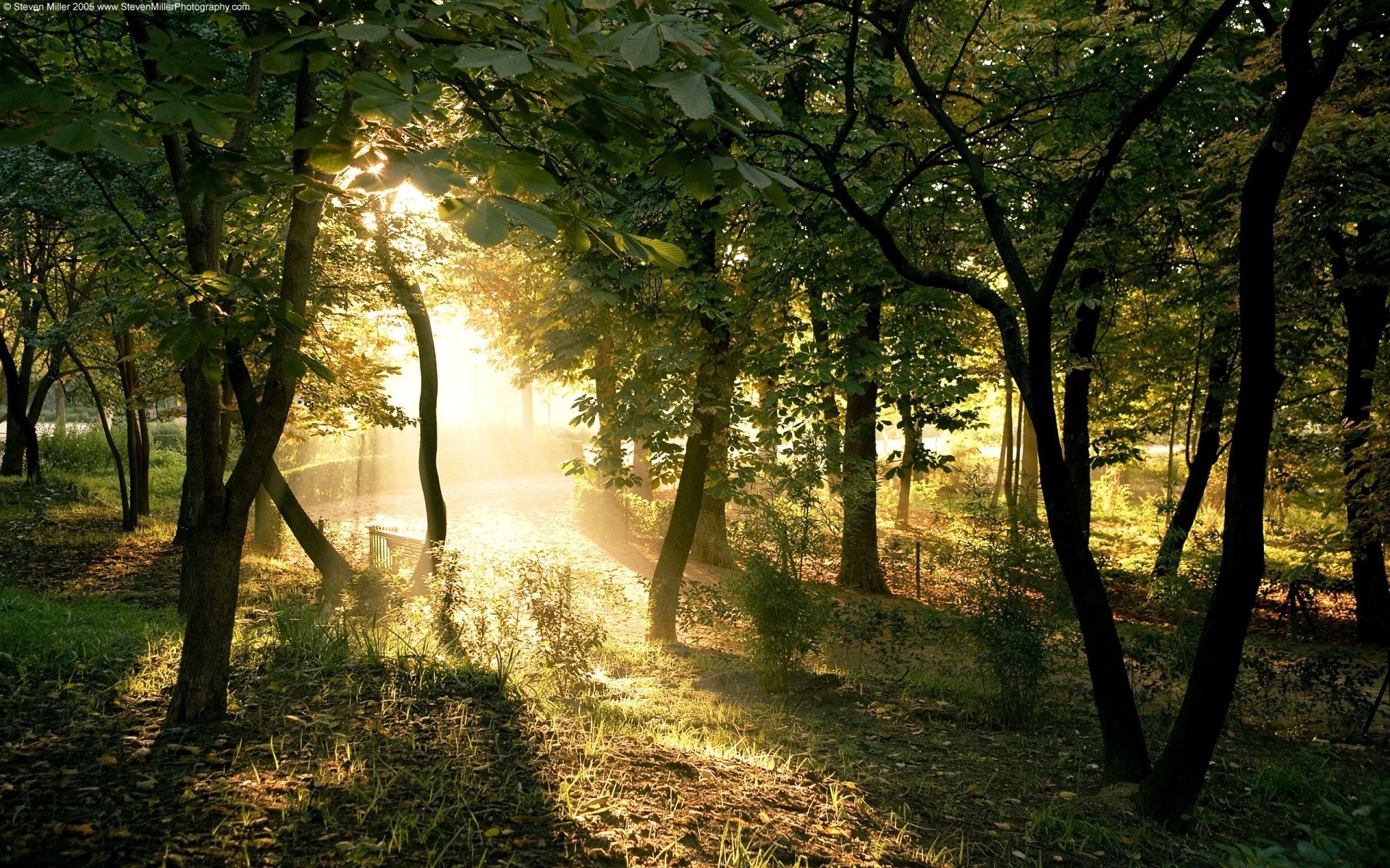 forest landscape tree wood dawn mist leaf fall fog nature sun fair weather park light countryside lush guidance grass backlit sunbeam