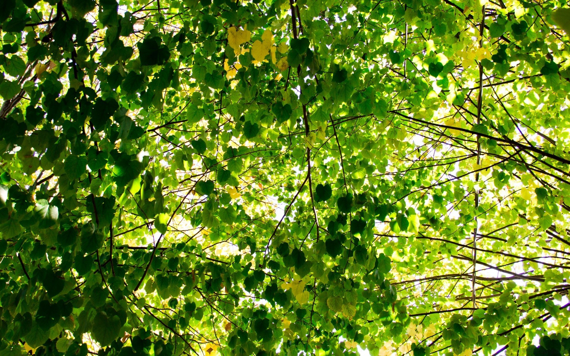 forêt feuille croissance flore nature arbre branche lumineux luxuriante été environnement beau temps jardin saison bureau couleur bois ensoleillé soleil lumineux fraîcheur