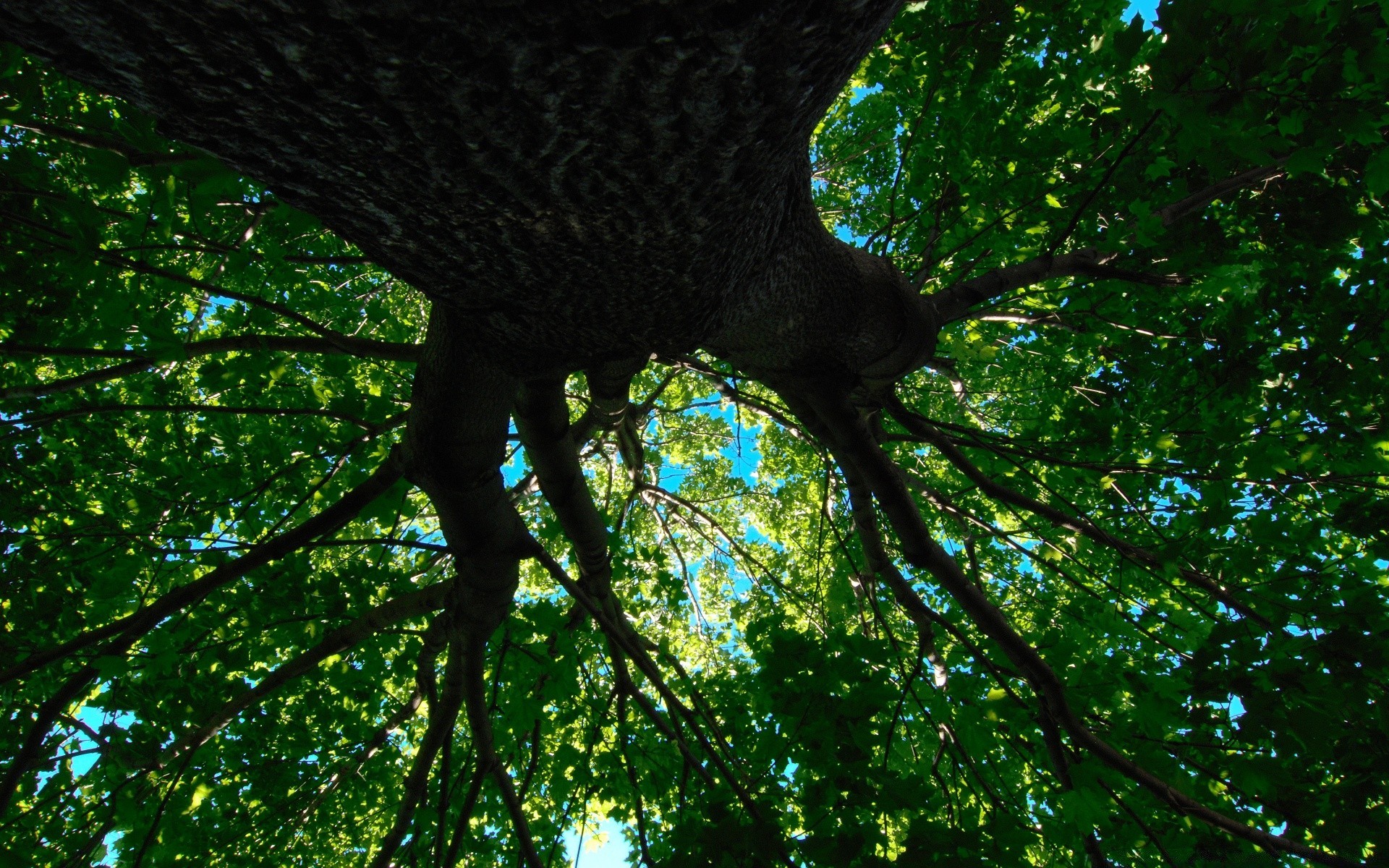 floresta árvore natureza madeira pássaro folha ambiente ao ar livre cor