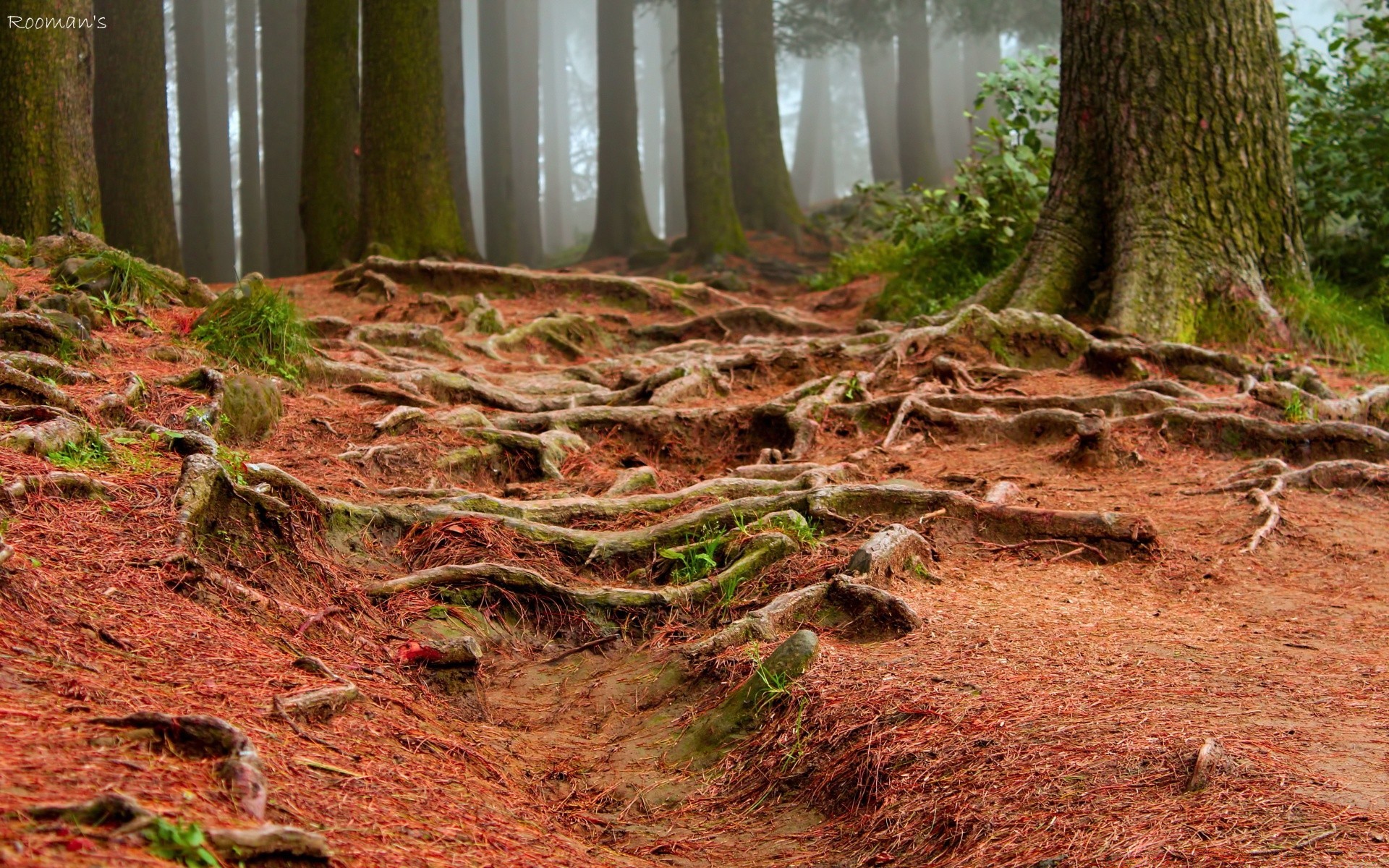 las drewno natura liść drzewo krajobraz flora odkryty park podróż środowisko jesień pulpit dziki sceniczny