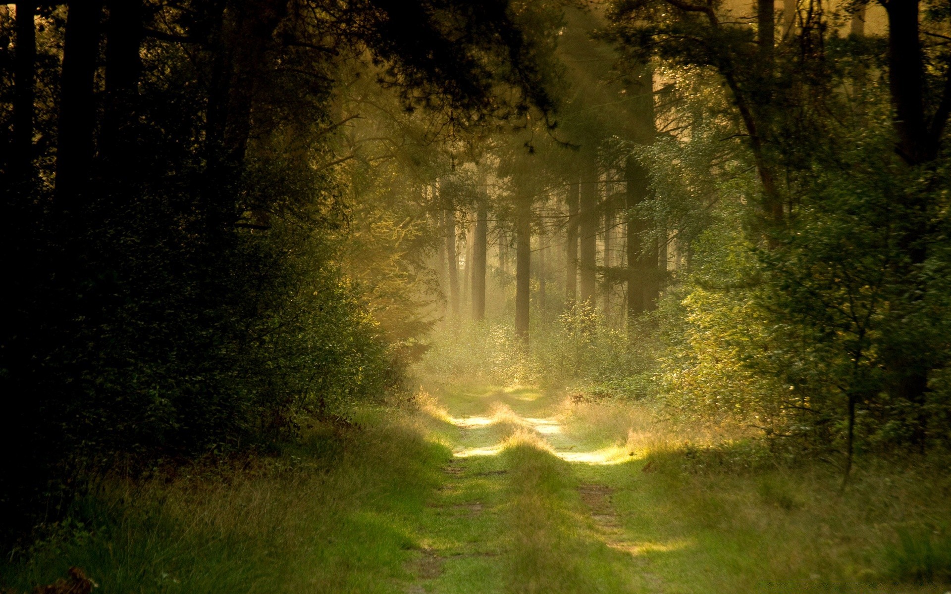 wald landschaft holz natur baum morgendämmerung park im freien nebel sonne herbst licht gutes wetter