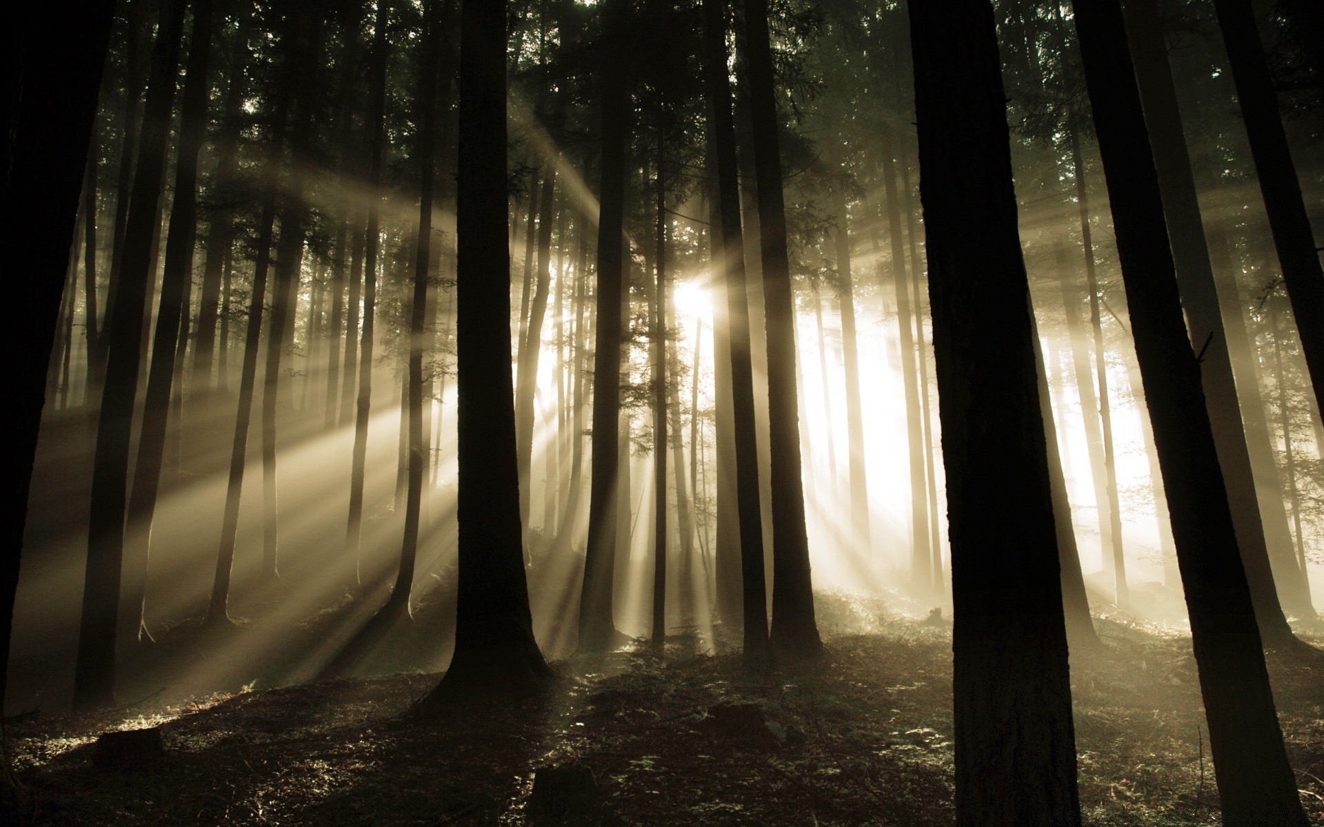 bosque luz monocromo niebla oscuro niebla sombra naturaleza paisaje