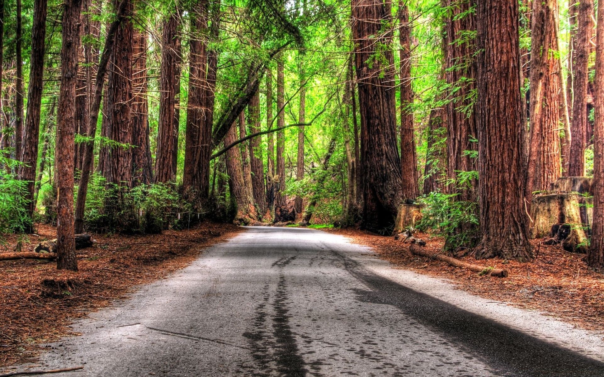 floresta madeira natureza árvore estrada guia folha paisagem parque trilha ambiente caminho ao ar livre exuberante cênica verão amanhecer flora rural ao ar livre