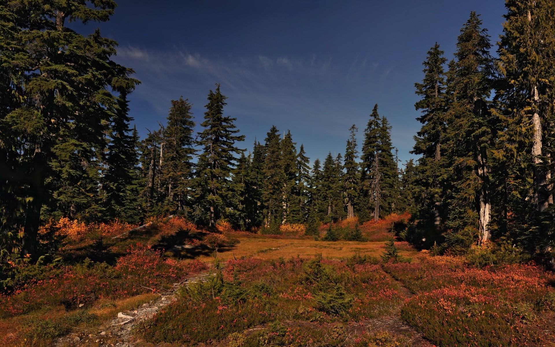 forêt arbre bois à l extérieur paysage conifères nature evergreen automne scénique feuille montagne voyage lumière du jour parc ciel environnement beau temps