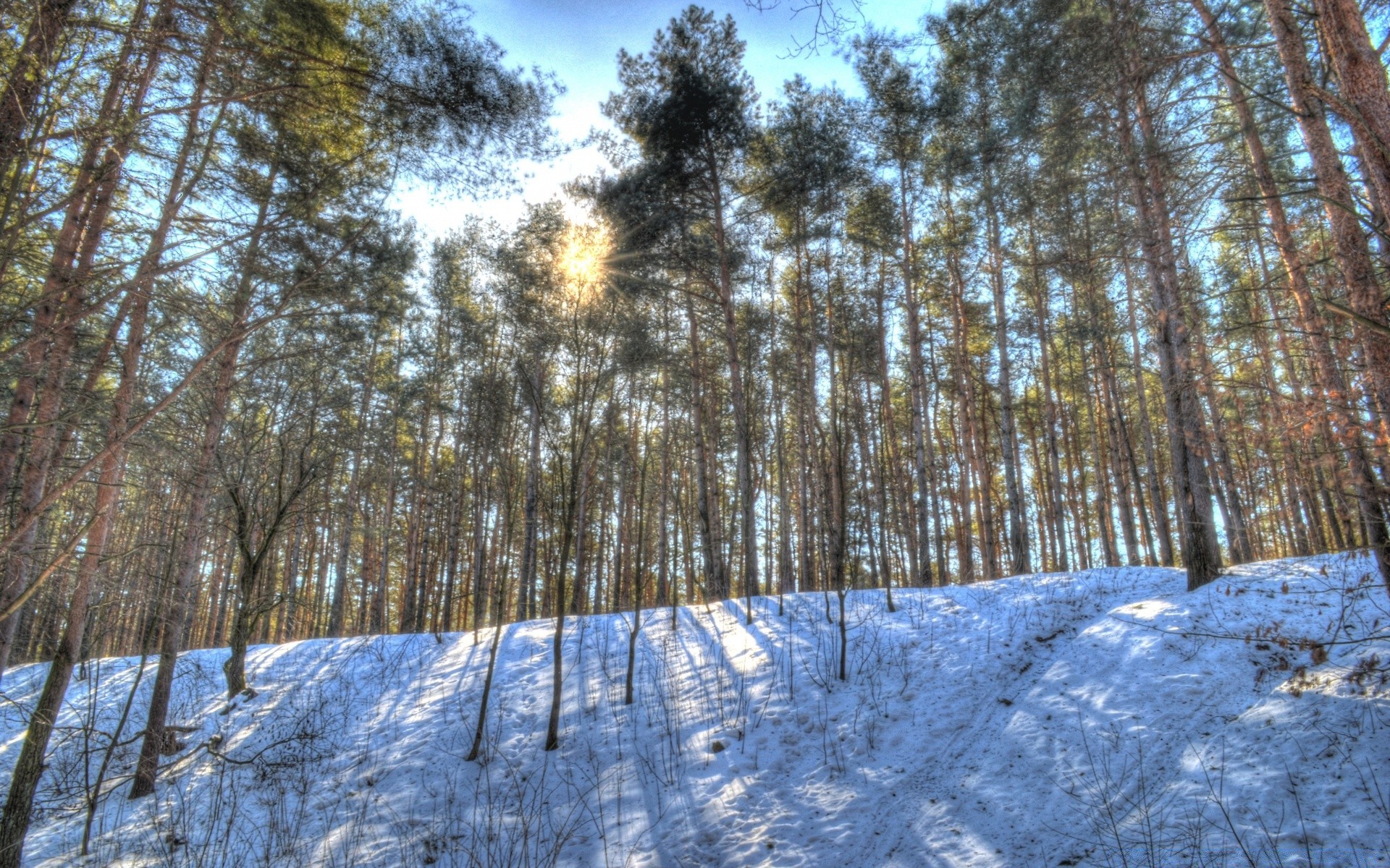 bosque invierno nieve madera frío árbol temporada paisaje escarcha naturaleza pino congelado escénico tiempo hielo buen tiempo blanco como la nieve escena rama parque paisaje