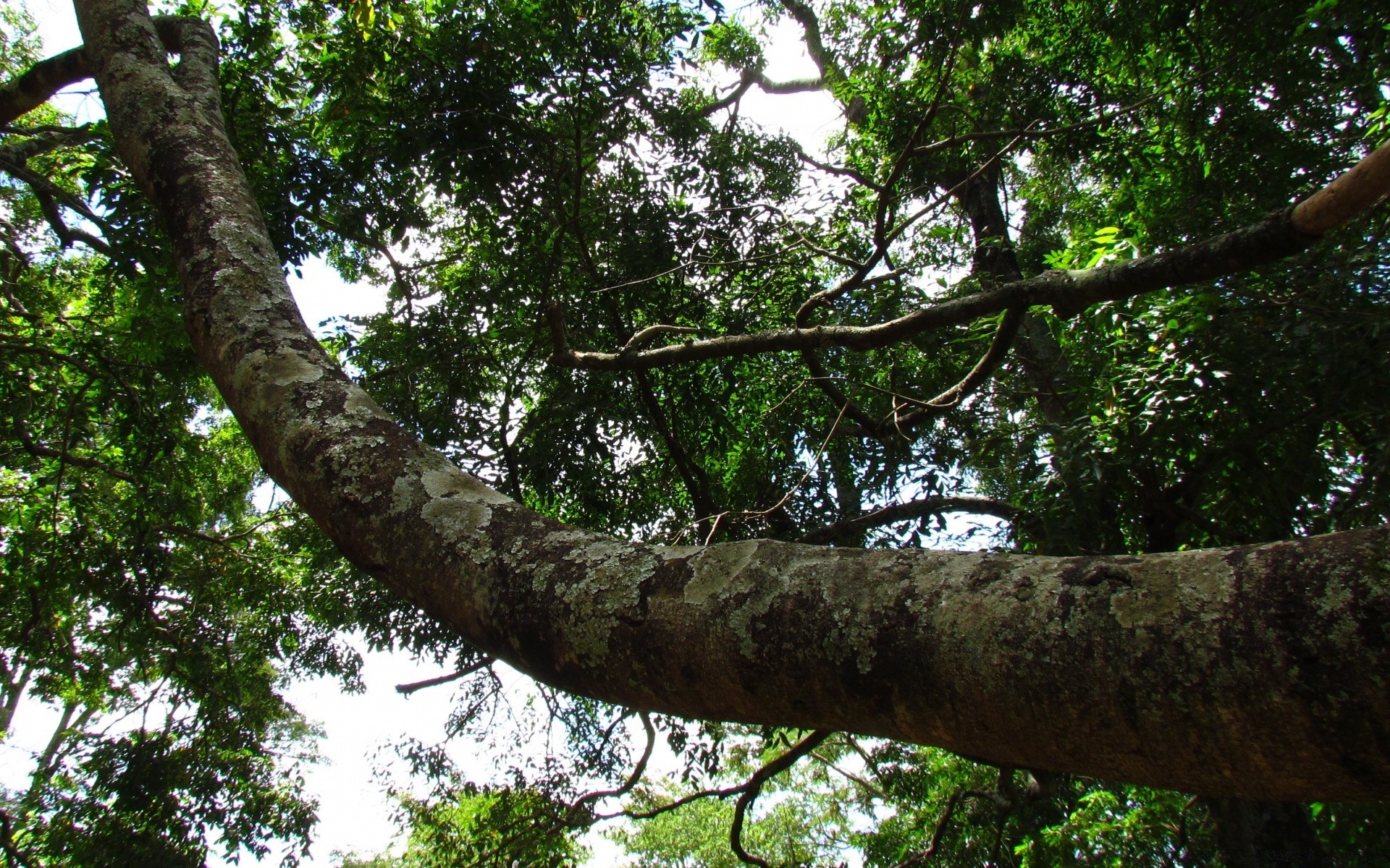 foresta albero legno natura foglia ambiente flora ramo parco giungla all aperto paesaggio foresta pluviale tronco crescita tropicale estate luce del giorno lussureggiante giardino