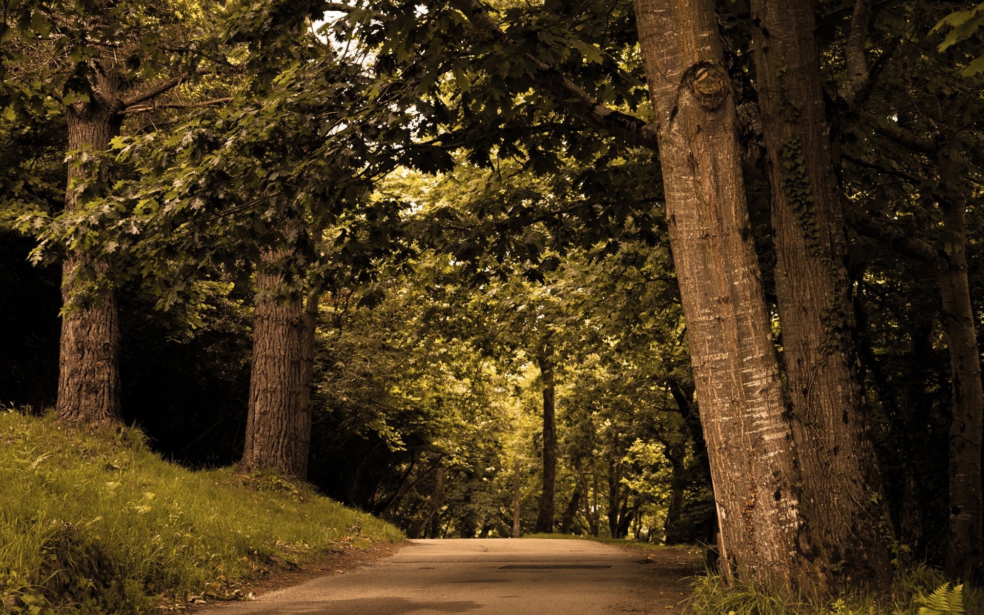 forest tree wood landscape nature outdoors park leaf light road guidance travel fall cypress scenic trunk