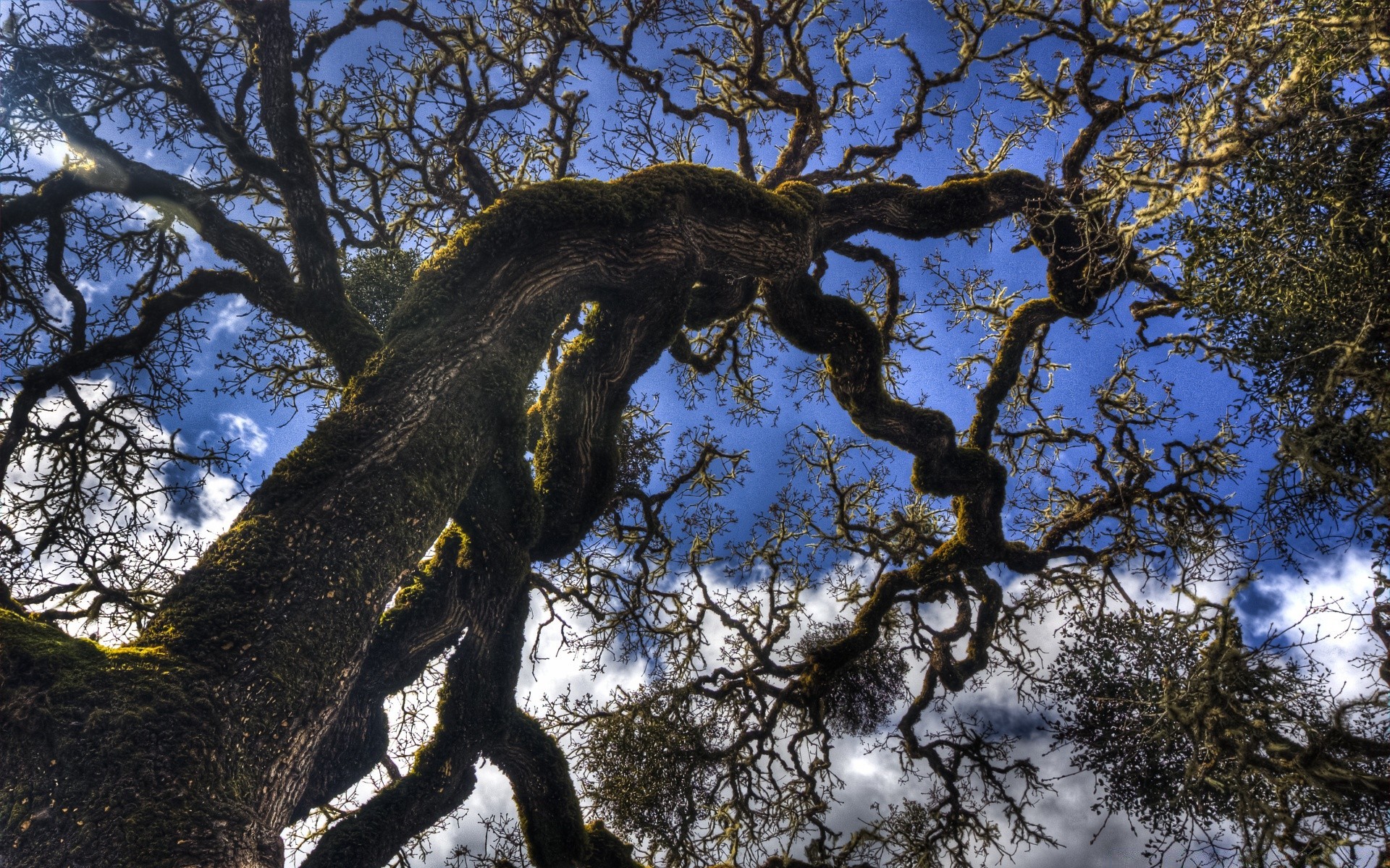 foresta albero di legno natura ramo foglia tronco all aperto parco paesaggio ambiente cielo flora corteccia autunno