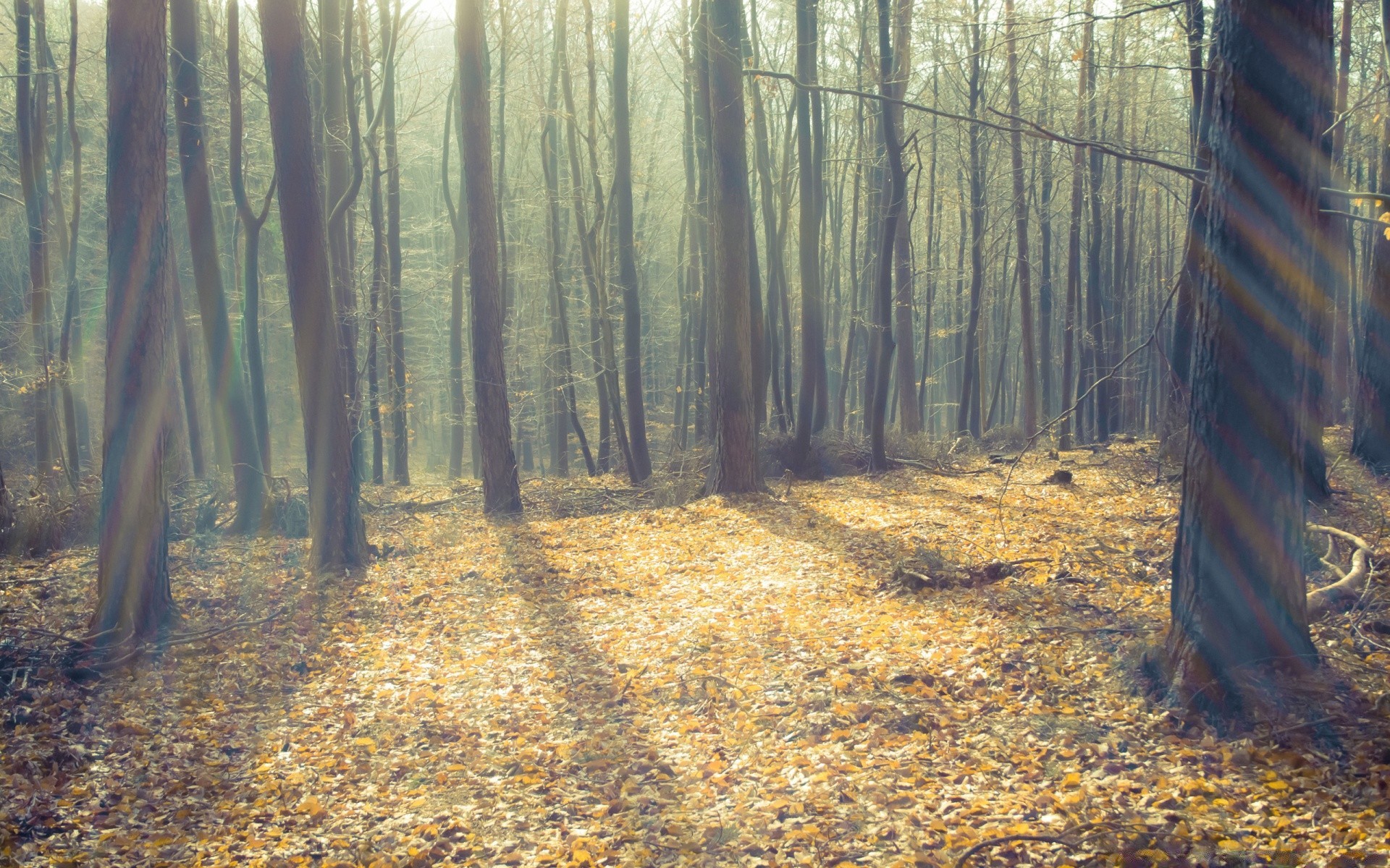 forest wood tree fall landscape nature dawn park mist leaf fog light guidance fair weather daylight environment shadow outdoors