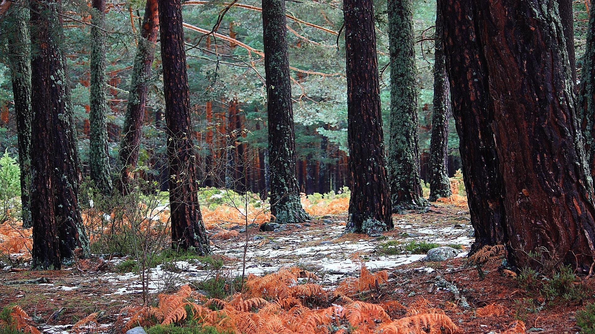 wald holz holz herbst natur blatt landschaft nadelholz im freien park umwelt evergreen landschaftlich gutes wetter kiefer kofferraum